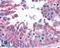 Tubulin alpha-3C/D chain antibody, LS-B4553, Lifespan Biosciences, Immunohistochemistry frozen image 