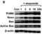 BCL2 Binding Component 3 antibody, 3041, ProSci, Western Blot image 