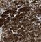 Growth Differentiation Factor 3 antibody, NBP1-86443, Novus Biologicals, Immunohistochemistry paraffin image 