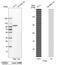 Glycogen Phosphorylase L antibody, PA5-51492, Invitrogen Antibodies, Western Blot image 