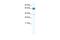 Zinc Finger Protein 713 antibody, A16565, Boster Biological Technology, Western Blot image 