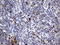DNA Topoisomerase II Alpha antibody, LS-C789548, Lifespan Biosciences, Immunohistochemistry frozen image 