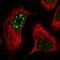 RNA Polymerase III Subunit B antibody, PA5-57671, Invitrogen Antibodies, Immunofluorescence image 