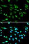 Autoimmune Regulator antibody, orb135062, Biorbyt, Immunocytochemistry image 
