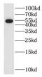 F-Box And Leucine Rich Repeat Protein 16 antibody, FNab03035, FineTest, Western Blot image 