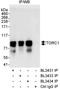 CREB Regulated Transcription Coactivator 1 antibody, A300-768A, Bethyl Labs, Immunoprecipitation image 