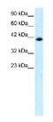 Interferon Regulatory Factor 9 antibody, ab51639, Abcam, Western Blot image 