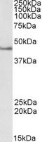 Septin 1 antibody, EB07412, Everest Biotech, Western Blot image 