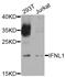 Interferon Lambda 1 antibody, STJ110587, St John