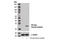 Non-structural protein V antibody, 13202S, Cell Signaling Technology, Western Blot image 