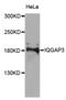 IQ Motif Containing GTPase Activating Protein 3 antibody, STJ110689, St John