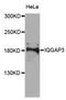 Ras GTPase-activating-like protein IQGAP3 antibody, STJ110689, St John