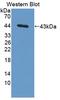 Interleukin 13 antibody, LS-C372439, Lifespan Biosciences, Western Blot image 