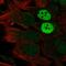 MAGE Family Member C2 antibody, HPA062230, Atlas Antibodies, Immunofluorescence image 