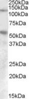 Palladin, Cytoskeletal Associated Protein antibody, orb20083, Biorbyt, Western Blot image 