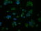 MCL1 Apoptosis Regulator, BCL2 Family Member antibody, GTX84135, GeneTex, Immunofluorescence image 