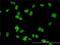 Mediator Complex Subunit 31 antibody, H00051003-M01, Novus Biologicals, Immunofluorescence image 