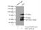 ETS Transcription Factor ERG antibody, 14356-1-AP, Proteintech Group, Immunoprecipitation image 