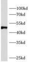 Osteoprotegerin antibody, FNab10521, FineTest, Western Blot image 