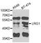 Leucine Rich Alpha-2-Glycoprotein 1 antibody, LS-B14906, Lifespan Biosciences, Western Blot image 