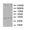 Caspase 7 antibody, LS-C312604, Lifespan Biosciences, Western Blot image 