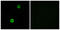 Cystatin SN antibody, LS-B5996, Lifespan Biosciences, Immunofluorescence image 