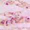Annexin A3 antibody, LS-C351822, Lifespan Biosciences, Immunohistochemistry frozen image 
