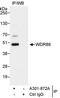 WD Repeat Domain 89 antibody, A301-872A, Bethyl Labs, Immunoprecipitation image 