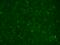 Calcium Voltage-Gated Channel Auxiliary Subunit Beta 4 antibody, SMC-318D-A680, StressMarq, Immunohistochemistry frozen image 