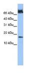 FUN14 Domain Containing 1 antibody, ab74834, Abcam, Western Blot image 