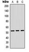 TRNA Methyltransferase 11 Homolog antibody, orb234974, Biorbyt, Western Blot image 