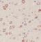 Phosphoinositide-3-Kinase Regulatory Subunit 1 antibody, FNab09963, FineTest, Immunohistochemistry frozen image 