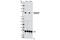 Zyxin antibody, 8467S, Cell Signaling Technology, Western Blot image 