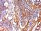 Interleukin 12B antibody, orb184291, Biorbyt, Immunohistochemistry paraffin image 