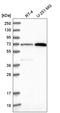Pescadillo Ribosomal Biogenesis Factor 1 antibody, HPA040210, Atlas Antibodies, Western Blot image 