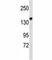 Integrin Subunit Alpha 2 antibody, F46003-0.4ML, NSJ Bioreagents, Western Blot image 