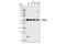 SMAD2 antibody, 5339T, Cell Signaling Technology, Western Blot image 