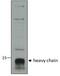 Dipeptidyl transferase antibody, PA5-37849, Invitrogen Antibodies, Western Blot image 