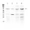 Endothelin Converting Enzyme 1 antibody, A02519-1, Boster Biological Technology, Western Blot image 