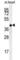 CDP-L-Ribitol Pyrophosphorylase A antibody, abx032671, Abbexa, Western Blot image 