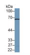 Leukotriene A4 Hydrolase antibody, LS-C373112, Lifespan Biosciences, Western Blot image 