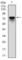 BMI1 Proto-Oncogene, Polycomb Ring Finger antibody, abx010585, Abbexa, Western Blot image 