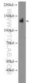 Nuclear Factor Of Activated T Cells 3 antibody, 18222-1-AP, Proteintech Group, Western Blot image 