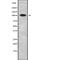 PAX3 And PAX7 Binding Protein 1 antibody, abx217653, Abbexa, Western Blot image 