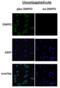 DMPO antibody, 12531, QED Bioscience, Immunocytochemistry image 