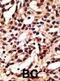 Autophagy Related 12 antibody, abx030073, Abbexa, Immunohistochemistry frozen image 