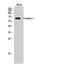 Frizzled Class Receptor 7 antibody, A04391, Boster Biological Technology, Western Blot image 