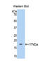 Ribophorin I antibody, LS-C300085, Lifespan Biosciences, Western Blot image 