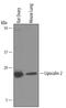 Lipocalin 2 antibody, PA5-46938, Invitrogen Antibodies, Western Blot image 