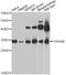 Tyrosine 3-Monooxygenase/Tryptophan 5-Monooxygenase Activation Protein Epsilon antibody, MBS127349, MyBioSource, Western Blot image 